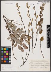 Foto von Salix aurita L. x Salix repens L.